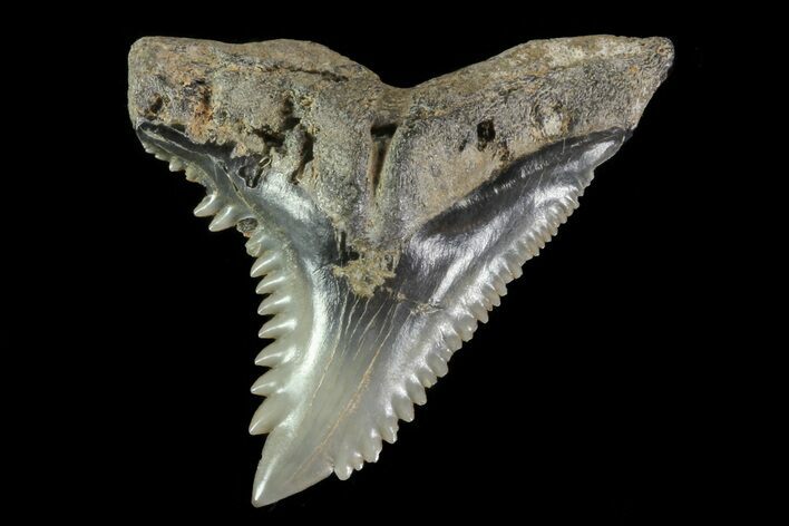 Serrated, Fossil Hemipristis Tooth - Georgia #74787